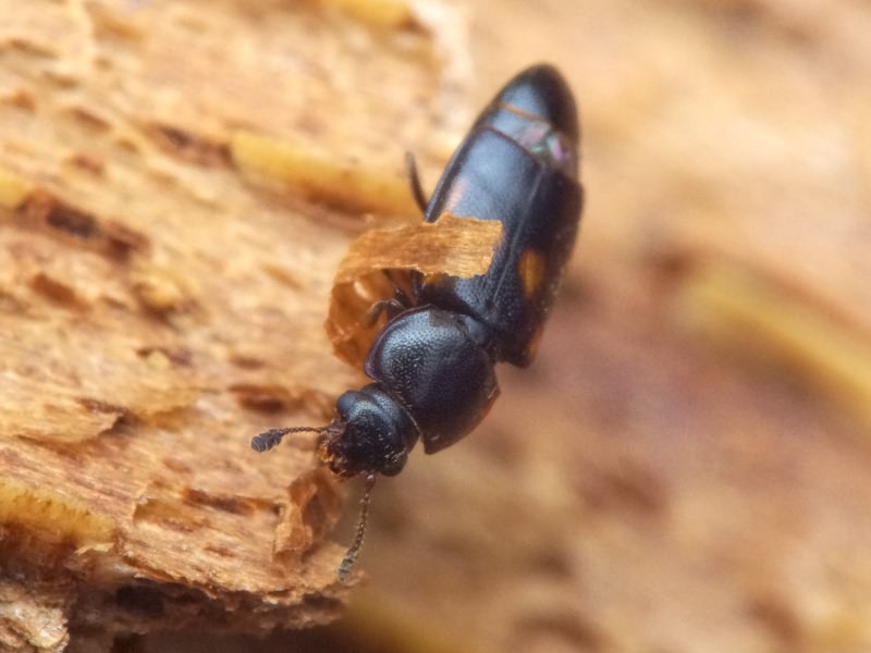 Carpophilus sexpustulatus (Fabricius, 1791)